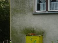 Czym usun�� mech ze �cian?